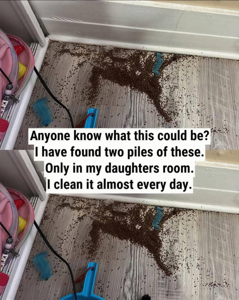 Anyone know what this could be? I have found two piles of these in my daughters room