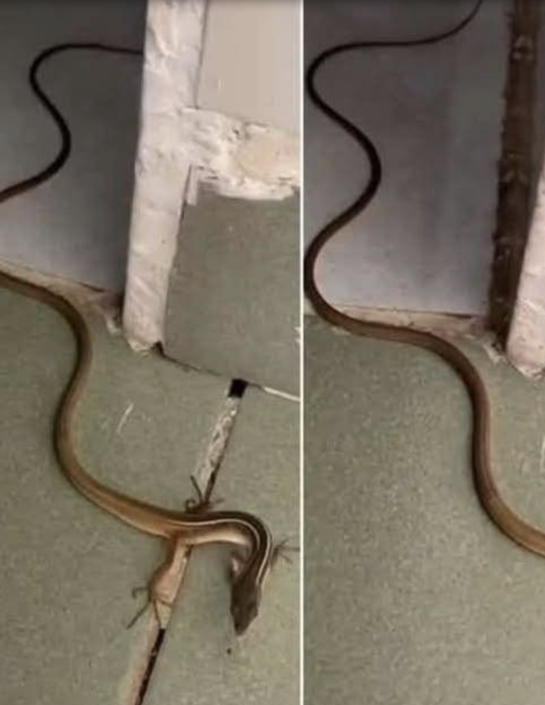 Finding a Snake in Your House? Here’s What to Do (And Why You Shouldn’t Panic)