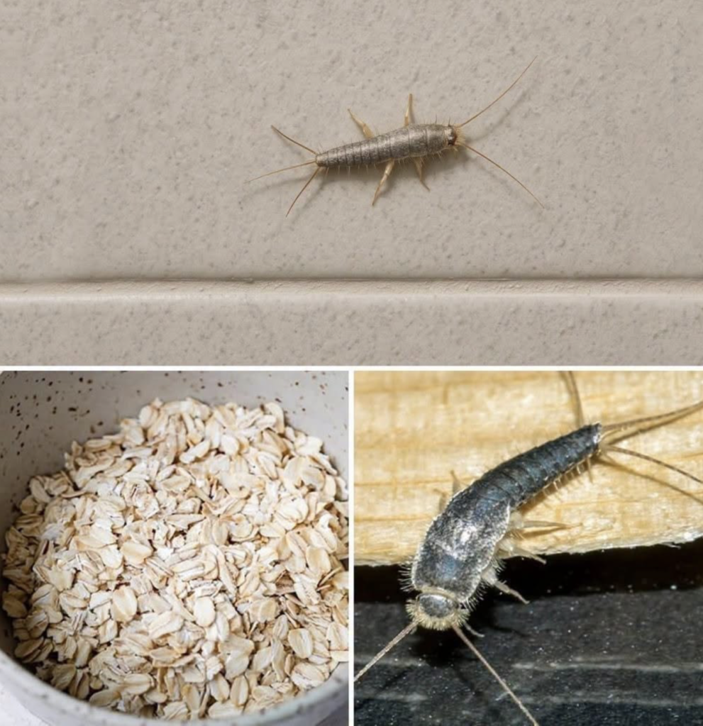 The Silvery Dart in the Shadows: A Gentle, Non-Toxic Guide to Saying Goodbye to Silverfish (And Reclaiming Your Peaceful Home)